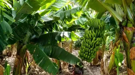 SALTA SOLICITO A NACION UNA REUNION PARA ANALIZAR LA NUEVA NORMATIVA BANANERA